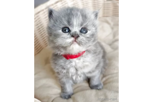 スコティッシュフォールドでブルー系の子猫を探す｜子猫